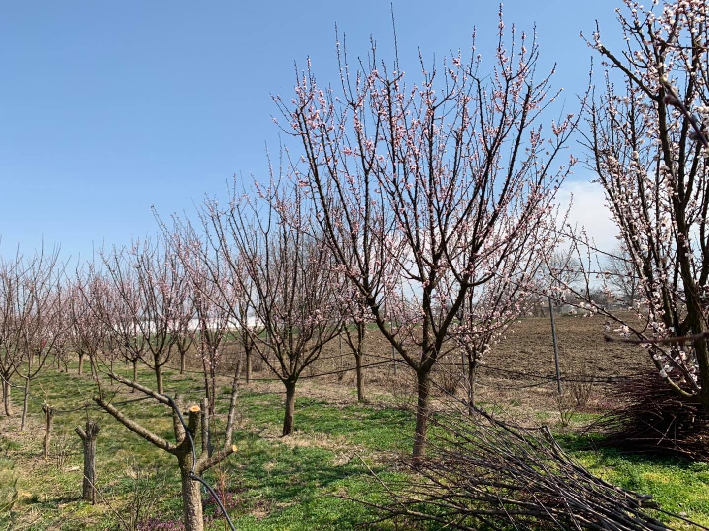 May be an image of nature and tree